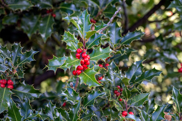 Red holly berries against green leaves, close up