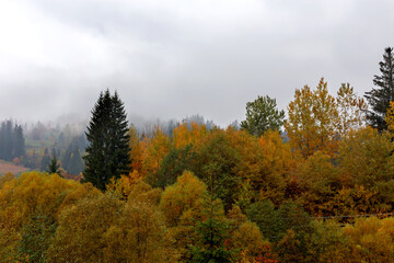 Fototapeta na wymiar Trees in autumn colors