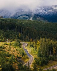 Vertical shot of a road between forests