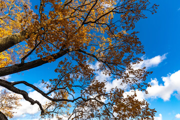 oak branches with yellow autumn leaves against a blue sky