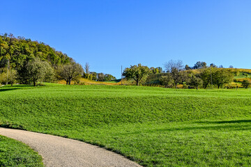 Muttenz, Rebberg, Weinberg, Rebstock, Weinrebe, Rebe, Vitis vinifera, Herbst, Herbstwanderung, Herbstsonne, Herbstfarben, Weinernte, Wein, Baselland, Wartenberg, Schweiz