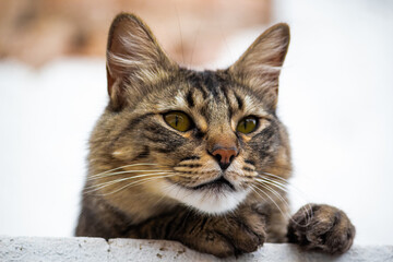 Gato asomado 2