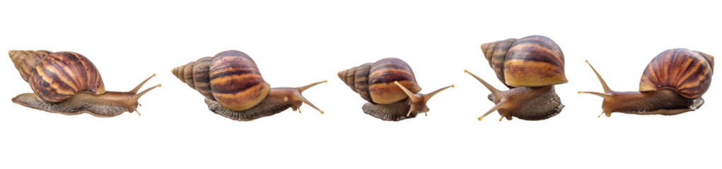 big helix snail isolated on white background