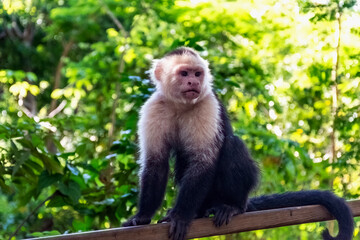Capuchin monkey in Honduras