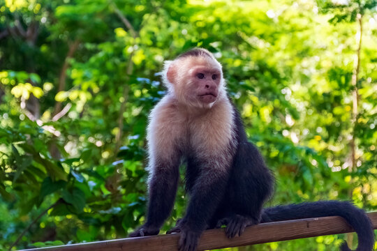 Capuchin monkey in Honduras