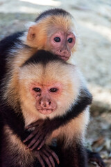 Mother and baby capuchin monkeys