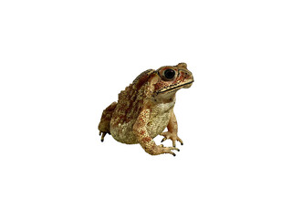 frog on white background