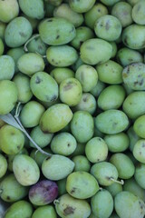freshly harvested green olives. They are now sorted to be either pickled or further processed into olive oil. 