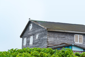old wooden house in a coastal village with a seagull's nest on the roof