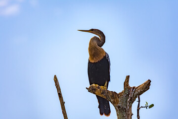 Snakebird (Anhinga) in the Everglades