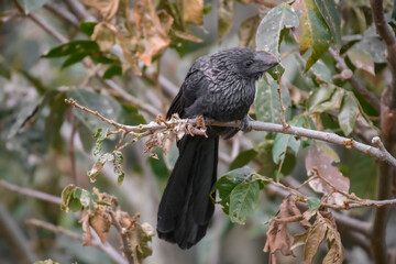 Crotophaga Ani, Smooth billed Ani perched