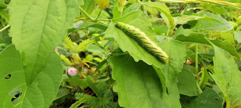 Green Caterpillar (Manduca sexta) on Green Leaf (Chromolaena odorata)