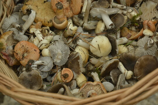 Mushrooms