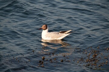 seagull on the water