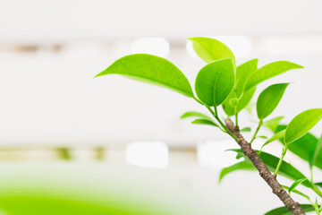 Closeup nature view of green branch on sunlight using as background and fresh ecology wallpaper concept