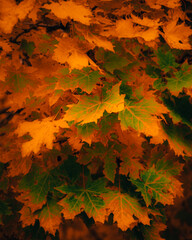 autumn leaves background