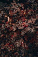 Fototapeta premium autumn leaves on the ground