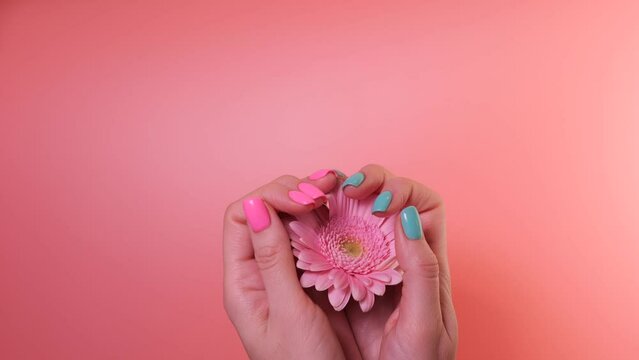 Simple two color gel nail design. Female hand touching gerber flower