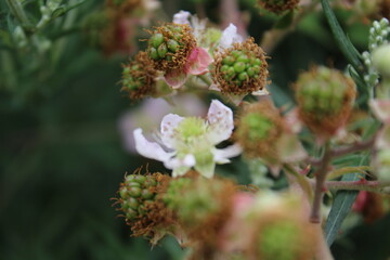 Nahaufnahme der Brombeerblüte. Tageslichtfoto. Weiße Blüten. Grüne Blätter. Üppiges Laub. Insekten bei der Bestäubung. Sommerszene. Natürlichen Umgebung. Staubblatt und Stempel. Bienenfotografie. 