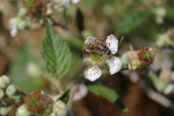 Nahaufnahme der Brombeerblüte. Tageslichtfoto. Weiße Blüten. Grüne Blätter. Üppiges Laub. Insekten bei der Bestäubung. Sommerszene. Natürlichen Umgebung. Staubblatt und Stempel. Bienenfotografie. 