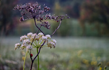 Plantes dans la nature sauvage