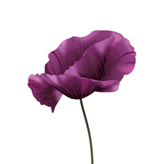 Fioletowy mak - piękny rozwinięty kwiat. Ręcznie rysowana botaniczna ilustracja.