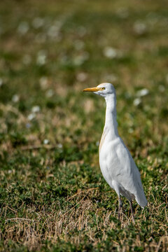 aves