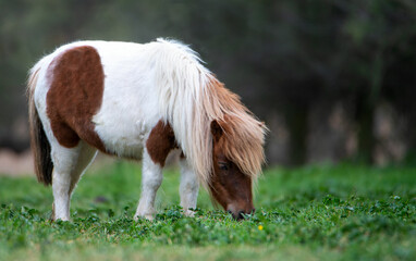 CABALLOS