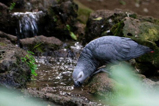 aves