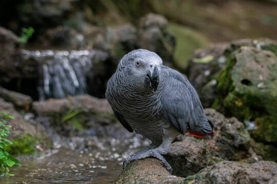 aves