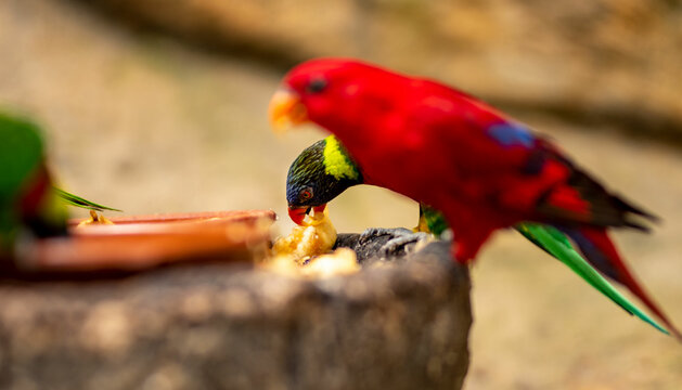 aves varias