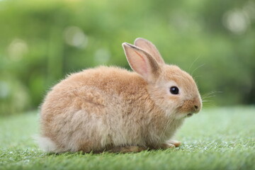 Cute little rabbit on green grass with natural bokeh as background during spring. Young adorable bunny playing in garden. Lovrely pet at park