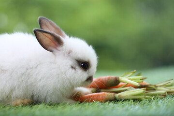 Cute little rabbit on green grass with natural bokeh as background during spring. Young adorable...