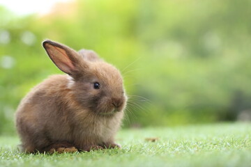 Cute little rabbit on green grass with natural bokeh as background during spring. Young adorable bunny playing in garden. Lovely pet at park