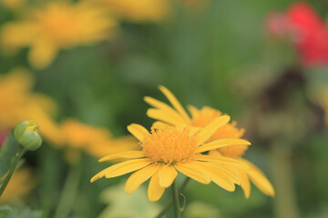 field of daisy flowers, the Flowers Blooming at nature 17 March 2012