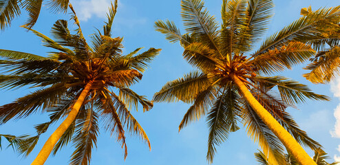 Palm Trees against blue sky