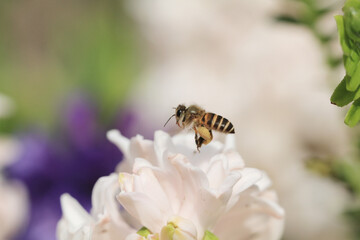 traditional easter flowers, flower background, easter background 17 March 2012