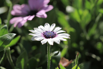 field of daisy flowers, the Flowers Blooming at nature 17 March 2012
