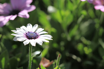 field of daisy flowers, the Flowers Blooming at nature 17 March 2012