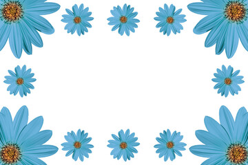 blue flowers,regular flowery frame on white background copy space