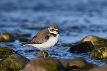 Semipalmated Plover walking along stones along shore of Lake Ontario during fall migration 