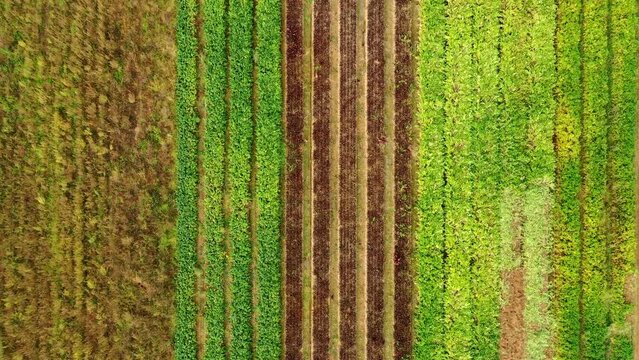 Green, brown and red vegetable rows on a agricultural field seen by drone perspective directly from above, Germany