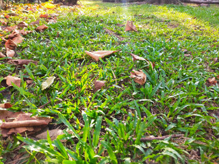 Green field with autumn leaves in the morning 