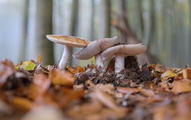 Wald Herbst Pilze Nebel am Morgen