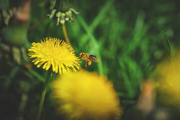 bee on flower