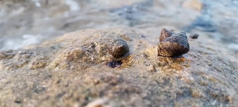 Sea snail walking on rocks on the beach