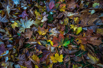 Colorful leaves of a tree at autumn, autumn background