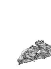 A hand-drawn pair of frogs sitting on a tree branch. Monochrome illustration isolated on white background