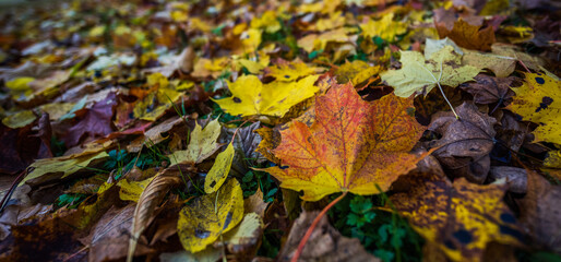 Colorful leaves of a tree at autumn, autumn background