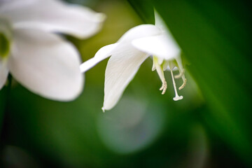 white lily flower